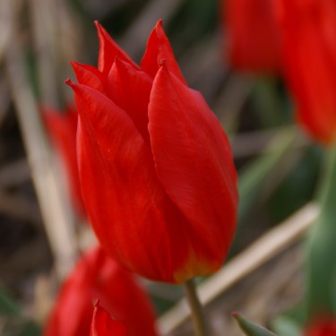 Tulipa 'Duc van Tol Cochineal'