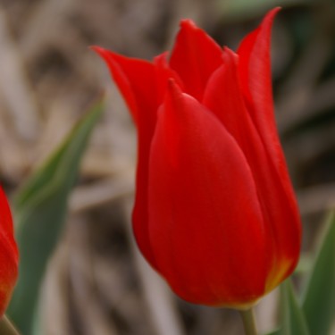 Tulipa 'Duc van Tol Cochineal' Tulipa 'Duc van Tol Cochineal'