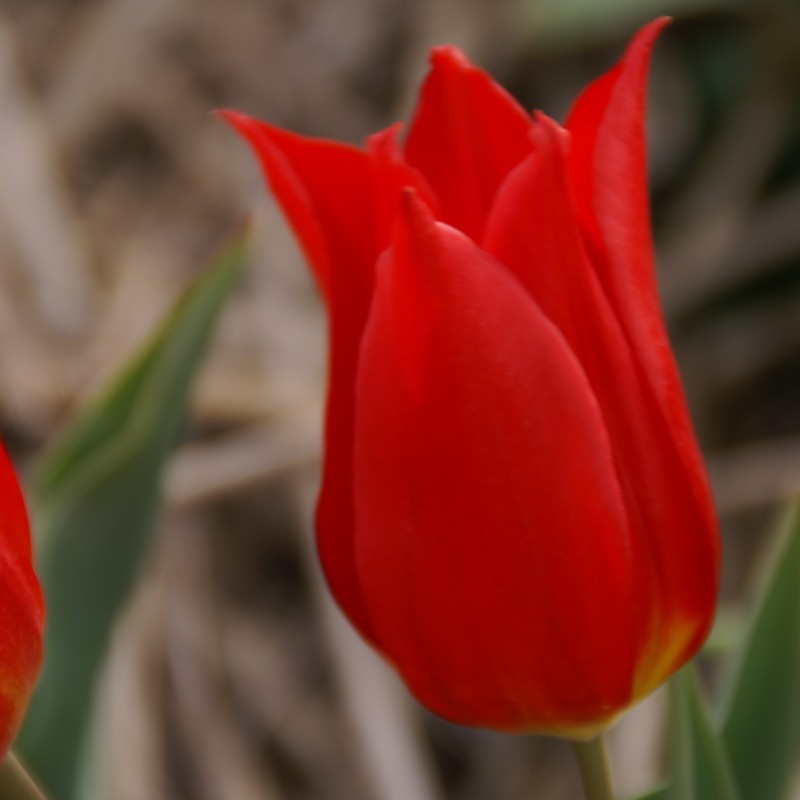Tulipa 'Duc van Tol Cochineal' Tulipa 'Duc van Tol Cochineal'