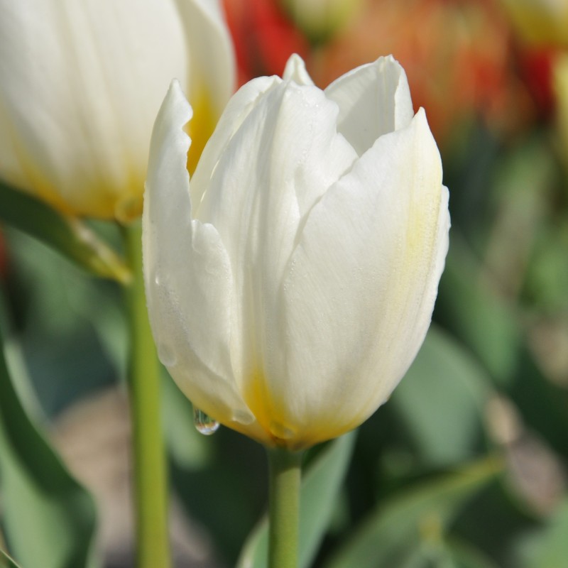Tulipa 'Duc van Tol White' Tulipa 'Duc van Tol White'