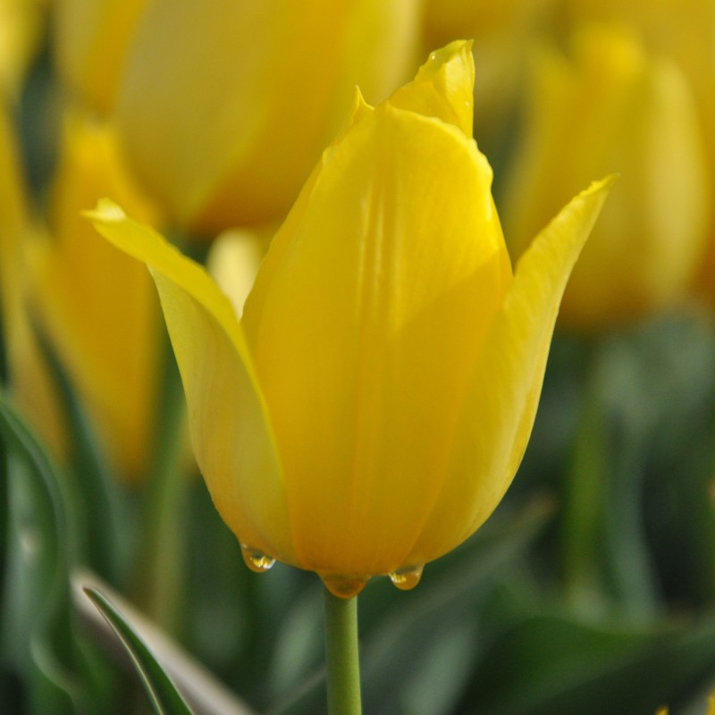 Tulipa 'Duc van Tol Yellow' Tulipa 'Duc van Tol Yellow'