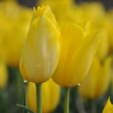 Tulipa 'Duc van Tol Yellow' Tulipa 'Duc van Tol Yellow'
