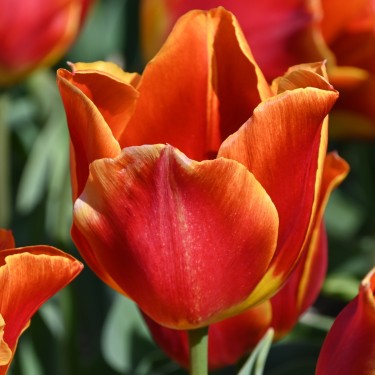 Tulipa 'Duchesse de Parma'