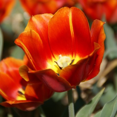 Tulipa 'Duchesse de Parma' Tulipa 'Duchesse de Parma'