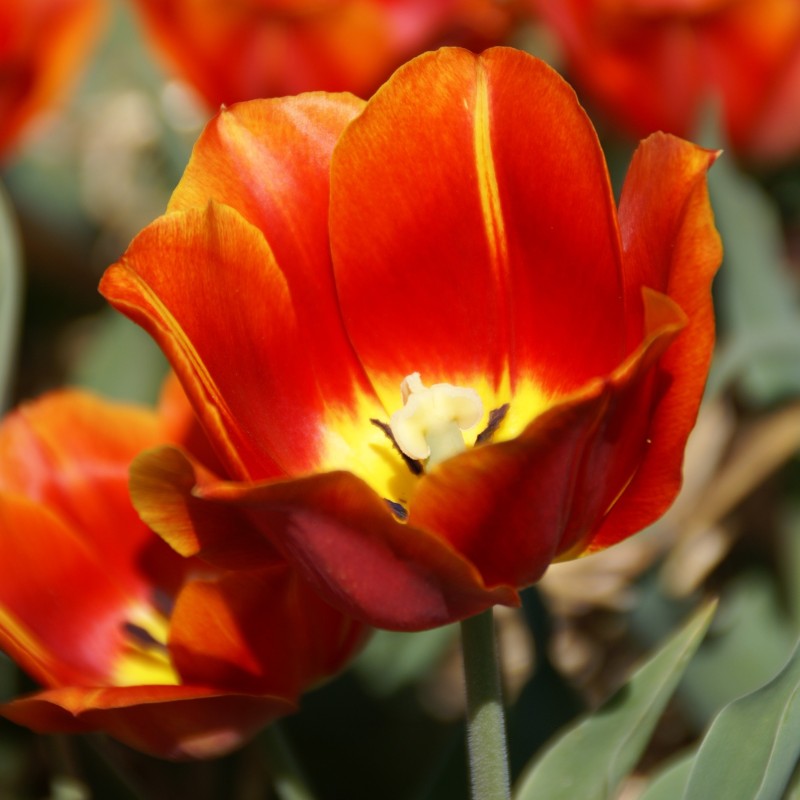 Tulipa 'Duchesse de Parma' Tulipa 'Duchesse de Parma'