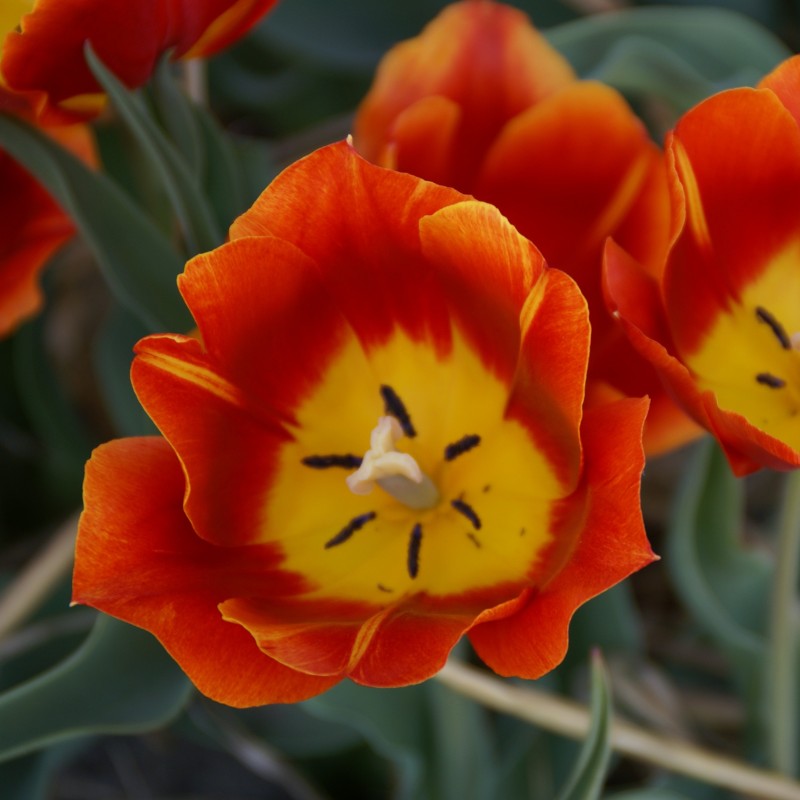 Tulipa 'Duchesse de Parma' Tulipa 'Duchesse de Parma'