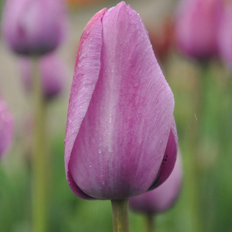Tulipa 'George Grappe' Tulipa 'George Grappe'