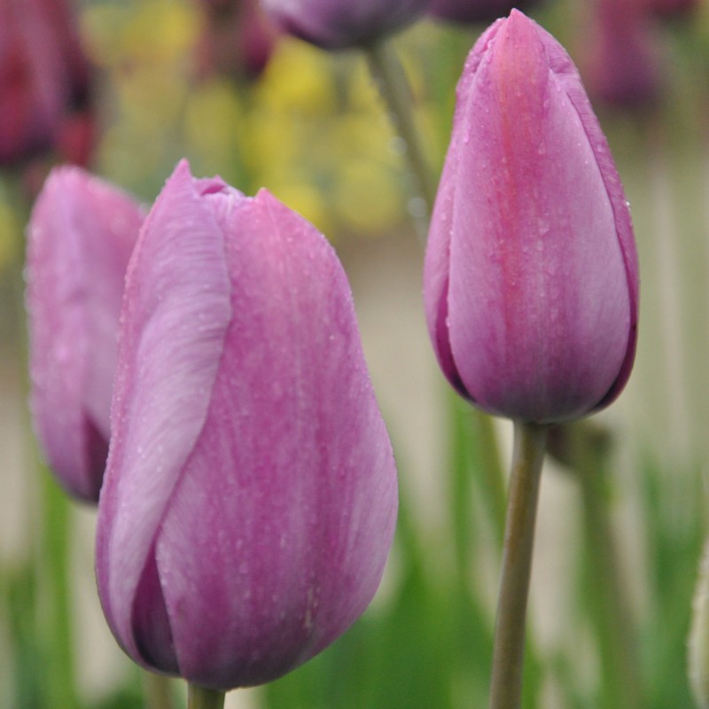 Tulipa 'George Grappe' Tulipa 'George Grappe'