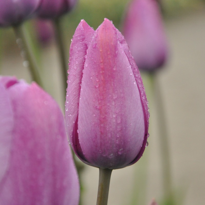 Tulipa 'George Grappe' Tulipa 'George Grappe'