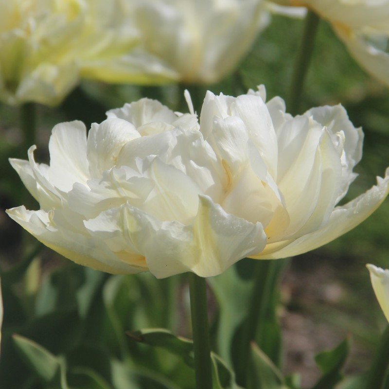 Tulipa 'Gerard Dou' Tulipa 'Gerard Dou'