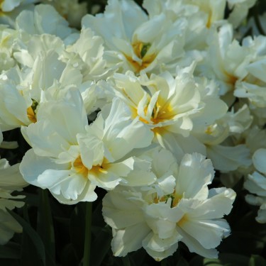 Tulipa 'Gerard Dou' Tulipa 'Gerard Dou'