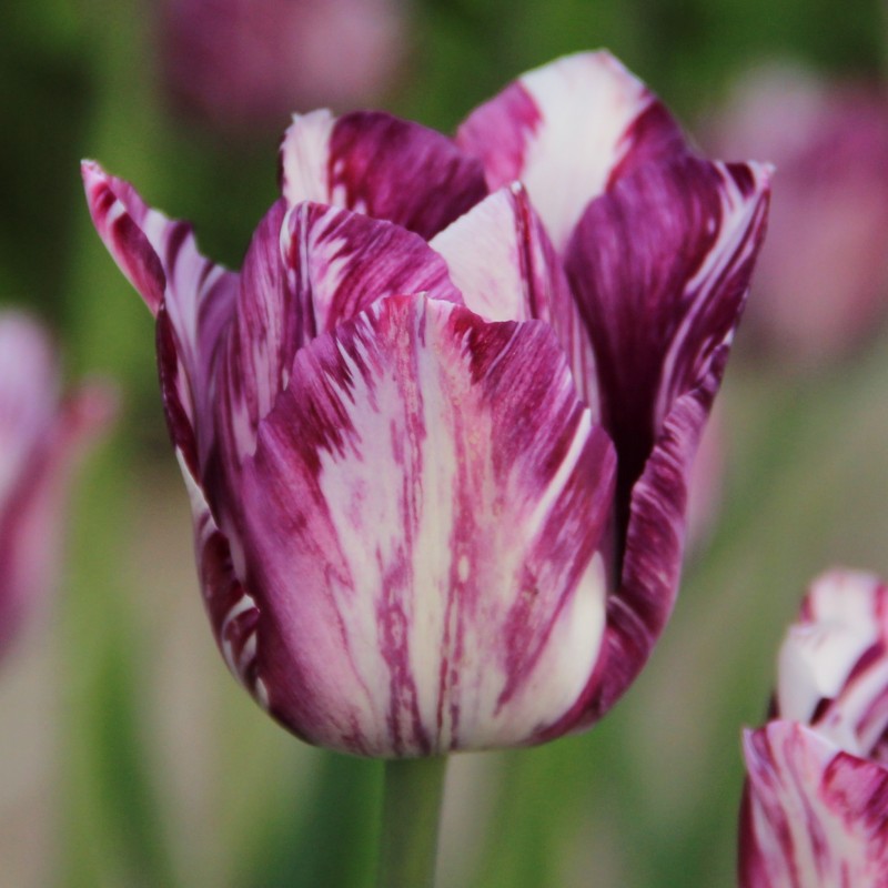 Tulipa 'Gipsy Girl' Tulipa 'Gipsy Girl'