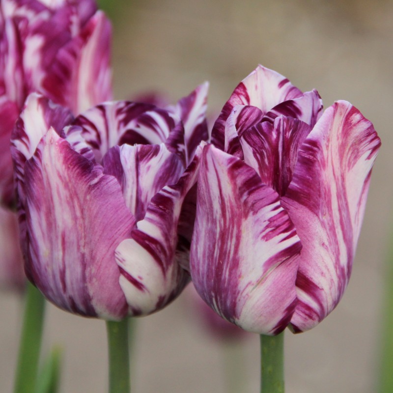 Tulipa 'Gipsy Girl' Tulipa 'Gipsy Girl'