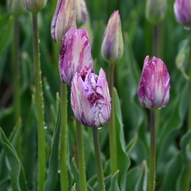 Tulipa 'Gipsy Girl' Tulipa 'Gipsy Girl'