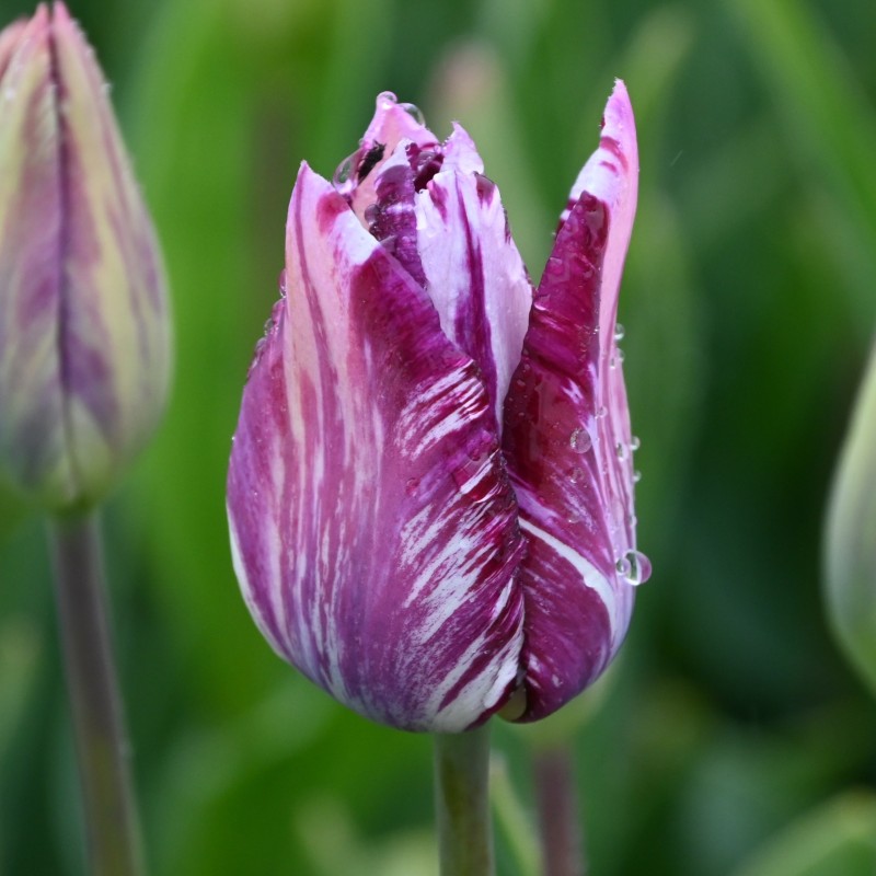 Tulipa 'Gipsy Girl' Tulipa 'Gipsy Girl'