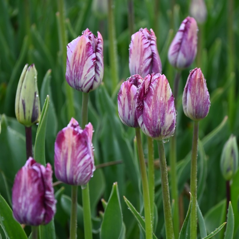 Tulipa 'Gipsy Girl' Tulipa 'Gipsy Girl'
