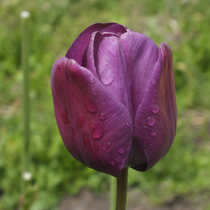 Tulipa 'Greuze' Tulipa 'Greuze'