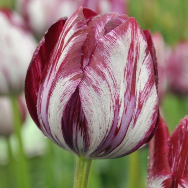 Tulipa 'Inner Wheel' -broken-