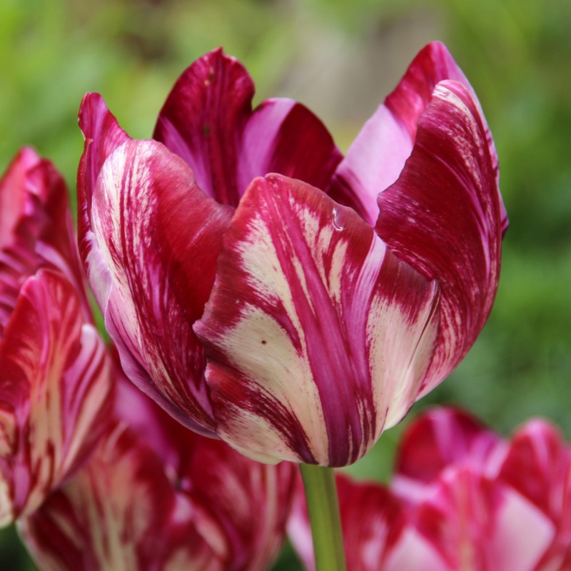 Tulipa 'Inner Wheel' -broken- Tulipa 'Inner Wheel' -broken-