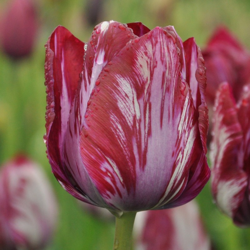 Tulipa 'Inner Wheel' -broken- Tulipa 'Inner Wheel' -broken-