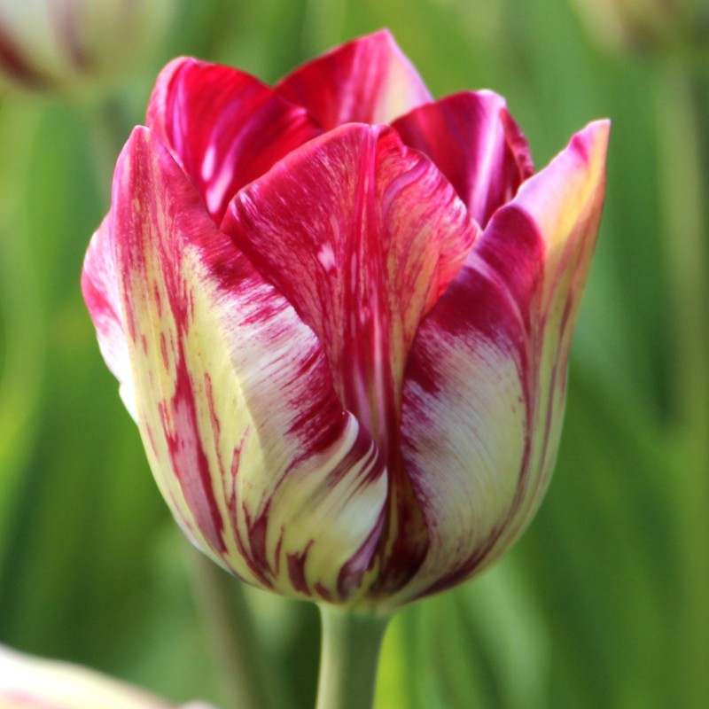Tulipa 'Inner Wheel' -broken- Tulipa 'Inner Wheel' -broken-