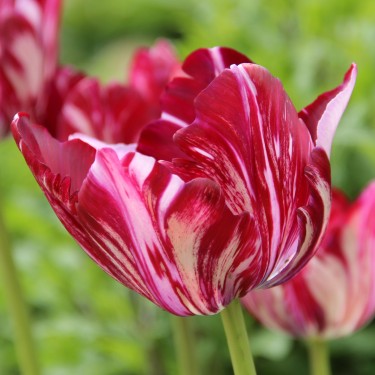 Tulipa 'Inner Wheel' -broken- Tulipa 'Inner Wheel' -broken-