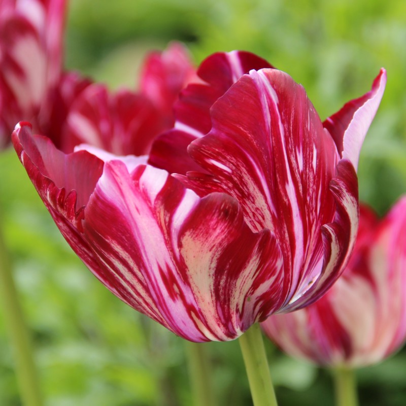 Tulipa 'Inner Wheel' -broken- Tulipa 'Inner Wheel' -broken-