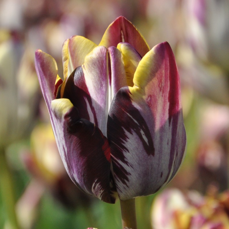 Tulipa 'Insulinde' Tulipa 'Insulinde'