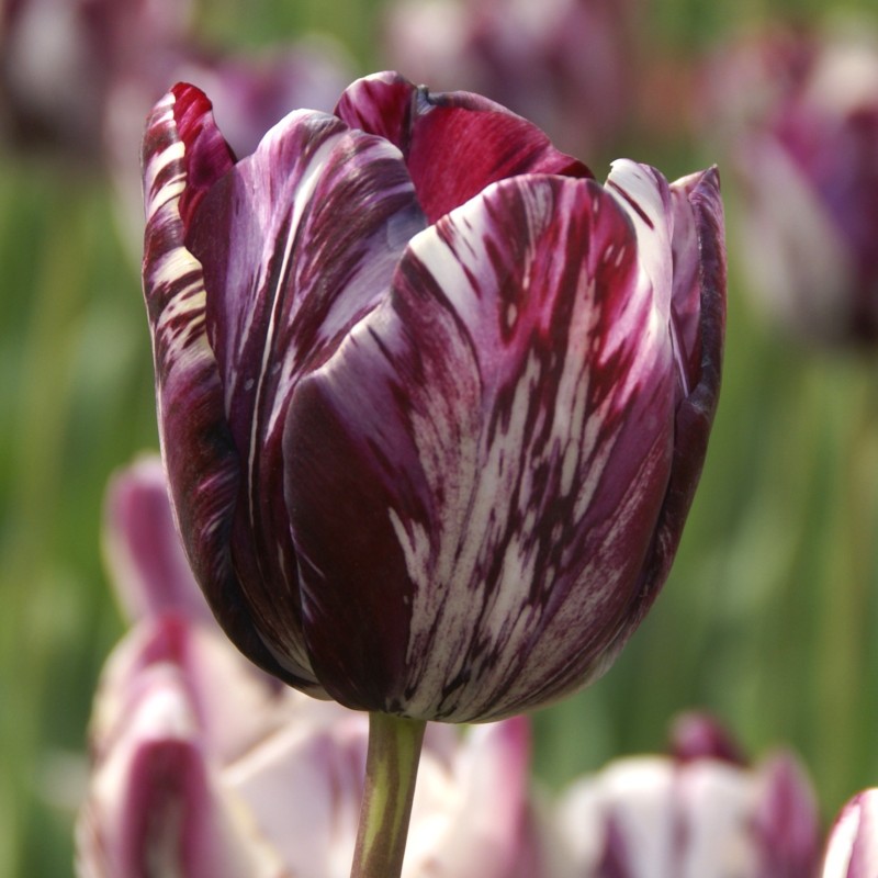 Tulipa 'Insulinde' Tulipa 'Insulinde'
