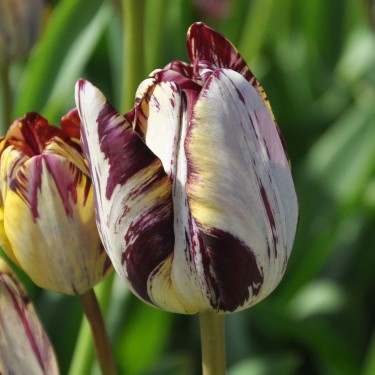 Tulipa 'Insulinde' Tulipa 'Insulinde'