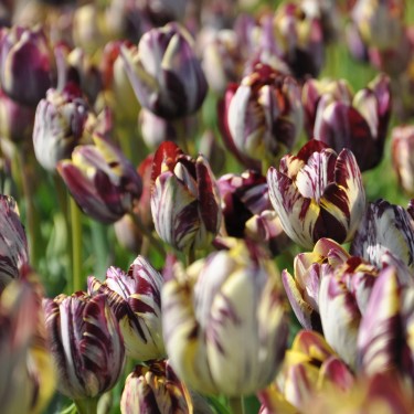 Tulipa 'Insulinde' Tulipa 'Insulinde'