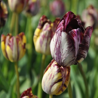 Tulipa 'Insulinde' Tulipa 'Insulinde'