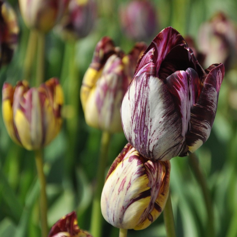 Tulipa 'Insulinde' Tulipa 'Insulinde'