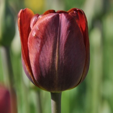 Tulipa 'James Wild'