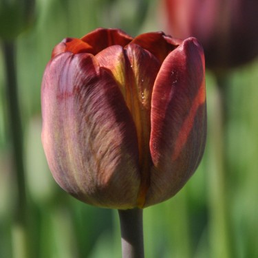 Tulipa 'James Wild' Tulipa 'James Wild'