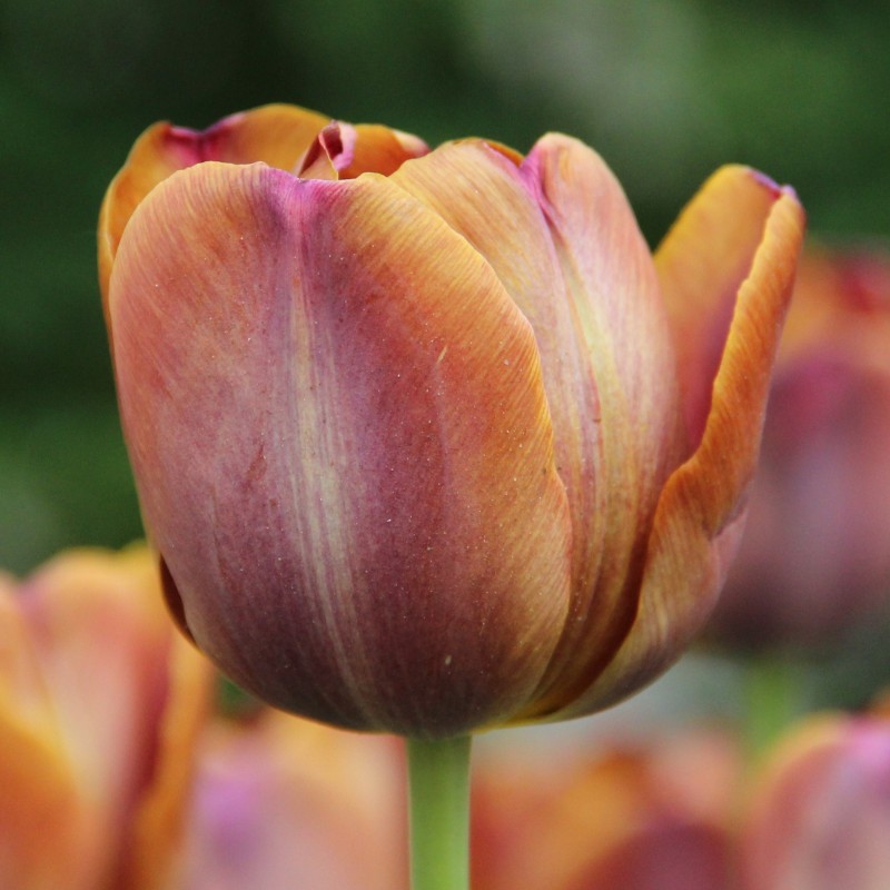 Tulipa 'James Wild' Tulipa 'James Wild'