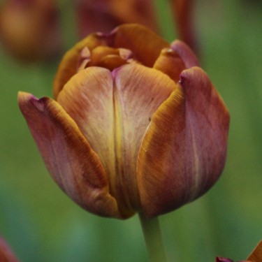 Tulipa 'James Wild' Tulipa 'James Wild'