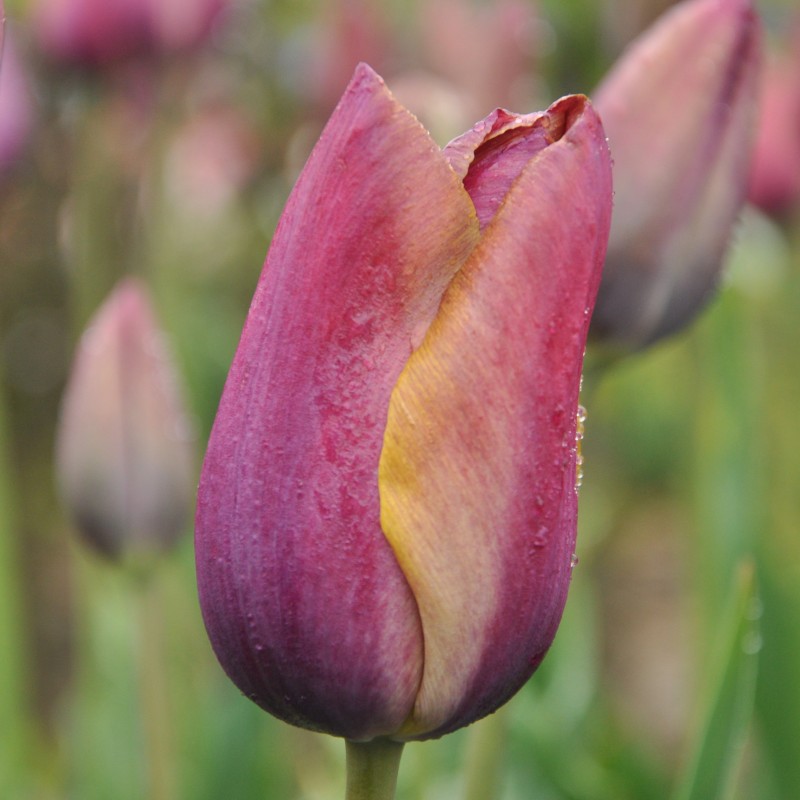 Tulipa 'Je Maintiendrai' Tulipa 'Je Maintiendrai'
