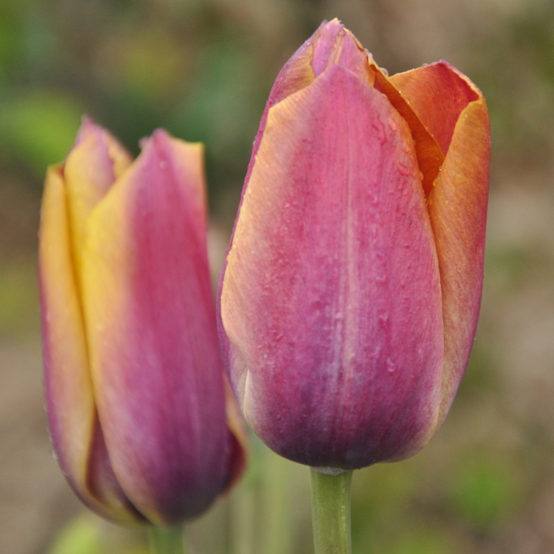 Tulipa 'Je Maintiendrai' Tulipa 'Je Maintiendrai'