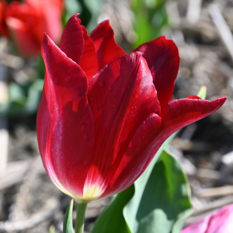 Tulipa 'Joost van den Vondel' Tulipa 'Joost van den Vondel'