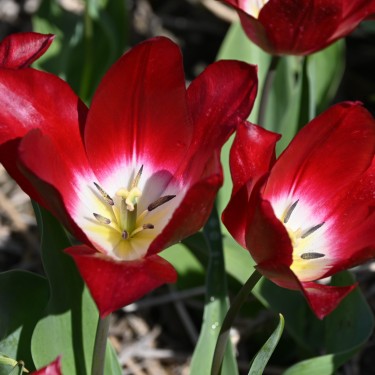 Tulipa 'Joost van den Vondel' Tulipa 'Joost van den Vondel'