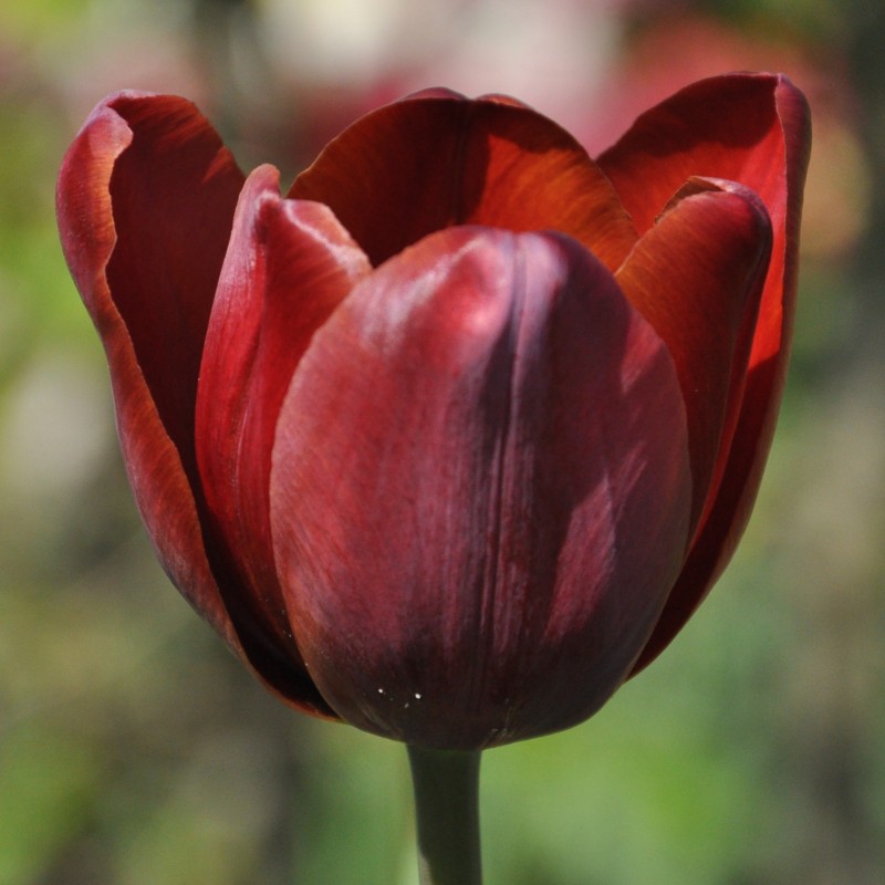 Tulipa 'Jules Favres' Tulipa 'Jules Favres'
