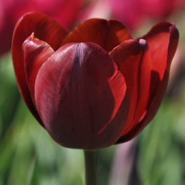 Tulipa 'Jules Favres' Tulipa 'Jules Favres'