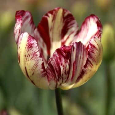 Tulipa 'Julia Farnese'