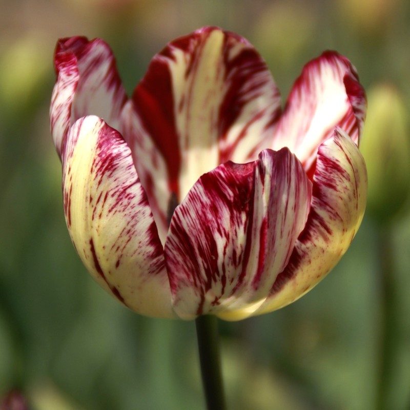 Tulipa 'Julia Farnese' Tulipa 'Julia Farnese'