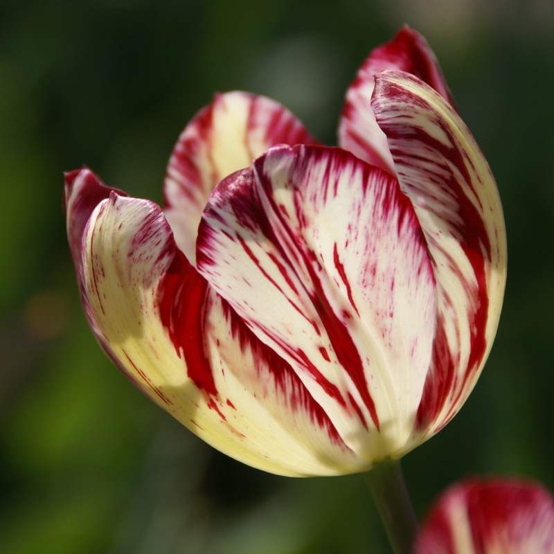 Tulipa 'Julia Farnese' Tulipa 'Julia Farnese'