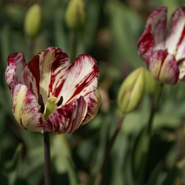 Tulipa 'Julia Farnese' Tulipa 'Julia Farnese'
