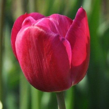 Tulipa 'Juliet'