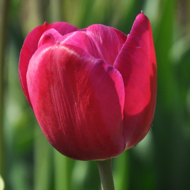 Tulipa 'Juliet' Tulipa 'Juliet'
