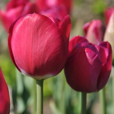 Tulipa 'Juliet' Tulipa 'Juliet'